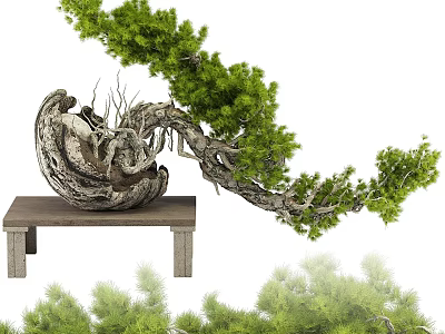 Bonsai Pine Tree with Twisted Trunk on Wooden Table and Lush Green Foliage 3d model