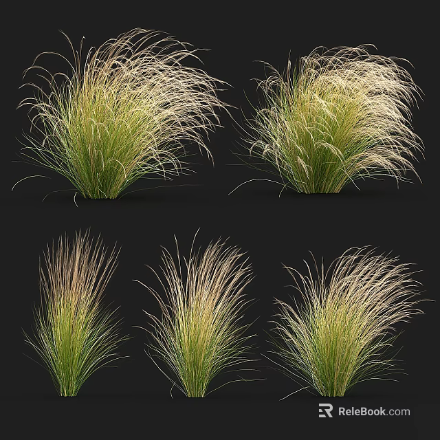 Feathery Green And Pale Gold Ornamental Grass Shrubs For Garden Landscaping Design 3d model 