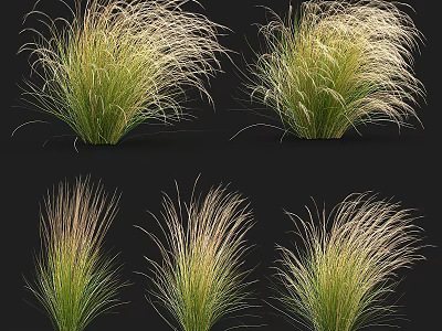 Feathery Green And Pale Gold Ornamental Grass Shrubs For Garden Landscaping Design 3d model