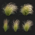 Feathery Green And Pale Gold Ornamental Grass Shrubs For Garden Landscaping Design