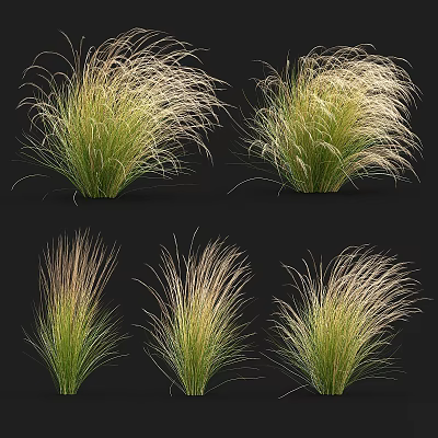 Feathery Green And Pale Gold Ornamental Grass Shrubs For Garden Landscaping Design 3d model