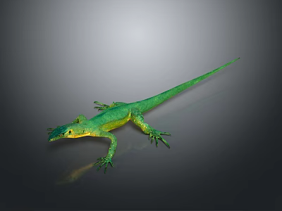 Green Lizard With Slender Body Yellow Belly Gray Background Long Tail And Visible Limbs 3d model