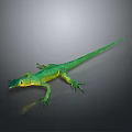 Green Lizard With Slender Body Yellow Belly Gray Background Long Tail And Visible Limbs
