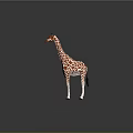 Orange And White Spotted Giraffe Standing On Gray Background With Reflective Surface