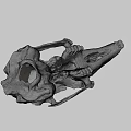 Detailed Animal Skull Skeleton With Natural Bone Texture And Hollow Eye Sockets