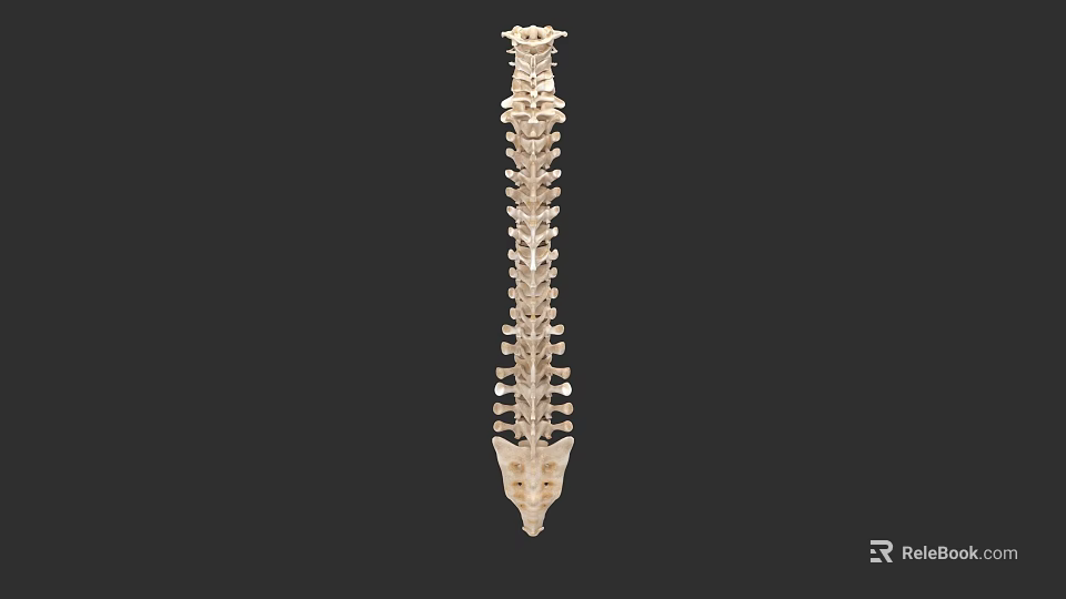 Human Organ System Spine Vertebral Column 3D Anatomical Structure Model 3d model 