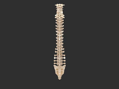 Human Organ System Spine Vertebral Column 3D Anatomical Structure Model 3d model