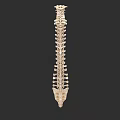 Human Organ System Spine Vertebral Column 3D Anatomical Structure Model 3d model