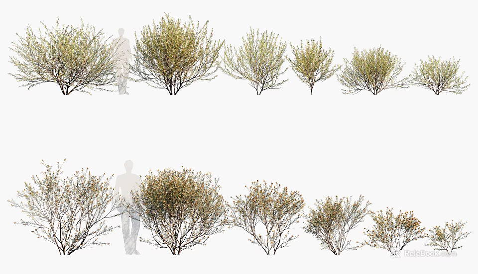 Shrubs in Different Sizes With Human Figure for Garden Landscaping 3d model