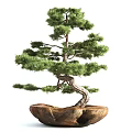 Artistic Bonsai Tree with Curved Trunk and Green Pine Needles in Stone Pot
