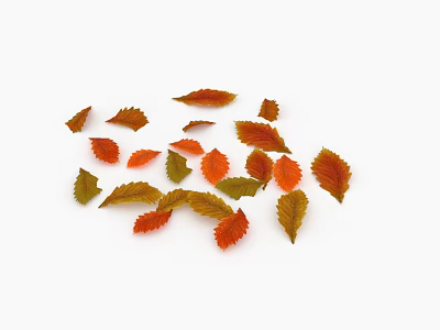 Ground Cover Leaves in Orange Red and Green Colors Scattered on White Background 3d model