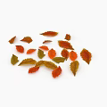 Ground Cover Leaves in Orange Red and Green Colors Scattered on White Background