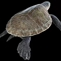 Reptile Sea Turtle With Textured Shell And Flippers Swimming Gracefully