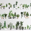 Bonsai and Potted Plants Collection With Various Species And Different Pot Styles Neatly Arranged