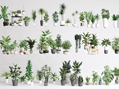 Bonsai and Potted Plants Collection With Various Species And Different Pot Styles Neatly Arranged 3d model