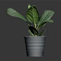 Fiddle Leaf Fig Plant With Large Green Leaves In Gray Pot And Soil