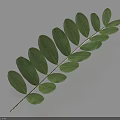 Fresh Green Compound Leaf With Multiple Leaflets On White Background And Shadow 3d model