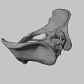 Detailed White Human Pelvis Model on Dark Background for Anatomical Study