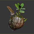 Small Plant With Green And Brown Leaves In Bark Like Spherical Pot On Gray Background
