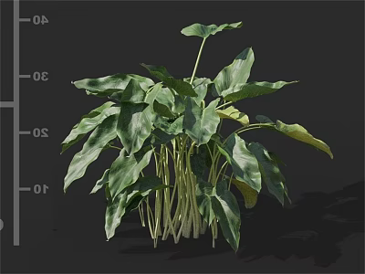 Lush Green Leafy Plant With Broad Leaves And Slender Stems For Indoor Decoration 3d model