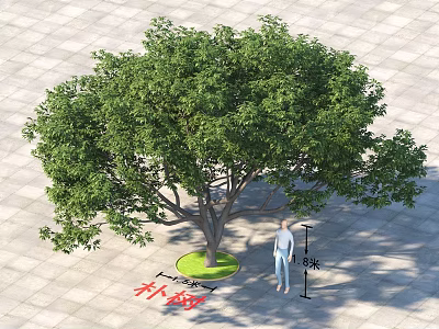 Large Arbor With 8 Meters Height Standing On Paved Ground Grass Base And Person 3d model