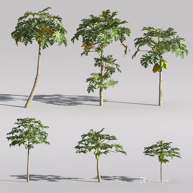 Papaya Trees With Various Growth Stages Green Leaves And Ripe Fruits 3d model 