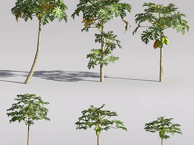 Papaya Trees With Various Growth Stages Green Leaves And Ripe Fruits 3d model