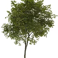 Tall Arbor Tree With Lush Green Leaves Spreading Branches And Human Silhouette Under Sunlight