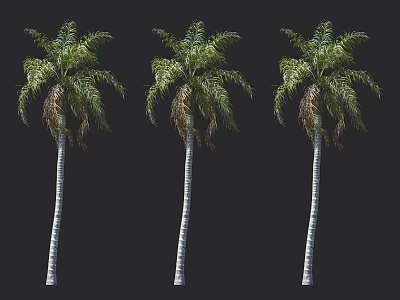 Three Tall Palm Trees with White Trunks and Lush Green Fronds 3d model