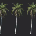 Three Tall Palm Trees with White Trunks and Lush Green Fronds