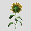 Bright Yellow Sunflower Plant With Brown Disc And Green Leaves On Green Stem