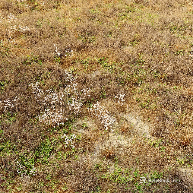White Flowers Scattered in Dry Brown Grass Meadow With Small Green Grass Patches 3d model 