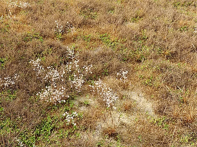 White Flowers Scattered in Dry Brown Grass Meadow With Small Green Grass Patches 3d model