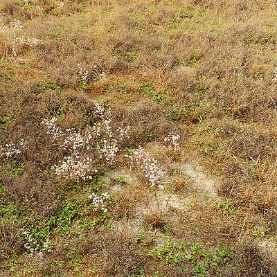 White Flowers Scattered in Dry Brown Grass Meadow With Small Green Grass Patches 3d model