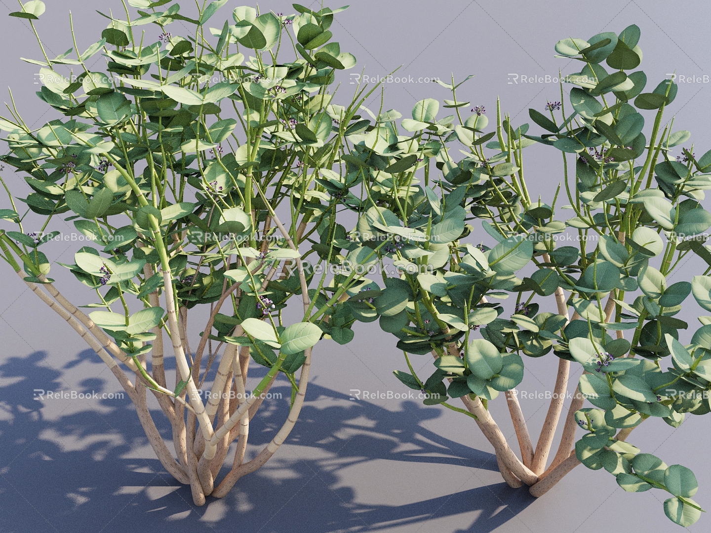 Modern Soda Apple Shrub Plant Landscape Shrub Dwarf Plant Hedge 3d model