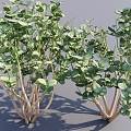 Modern Soda Apple Shrub Plant Landscape Shrub Dwarf Plant Hedge 3d model