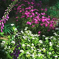 Vibrant Park Garden Landscape With Pink And White Flowers Lush Green Grass And Foliage