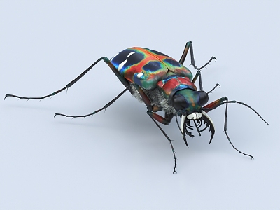 tiger beetle insect 3d model