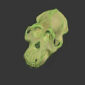 Detailed Monkey Skull Organ Model With Prominent Facial Bones And Teeth
