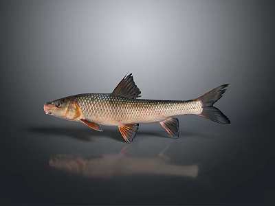 Realistic Silver Gray Fish Figurine As Household Decorative Item With Black Fins And Tail 3d model