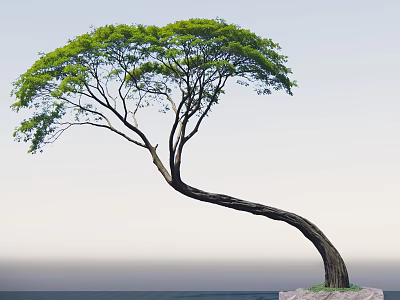 Curved Trunk Tree With Lush Green Leaves Growing On Rock Under Sky And Water 3d model