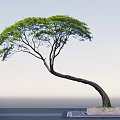 Curved Trunk Tree With Lush Green Leaves Growing On Rock Under Sky And Water