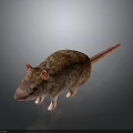 Brown Fur Rat With Pink Ears And Pink Tail Standing On Dark Background