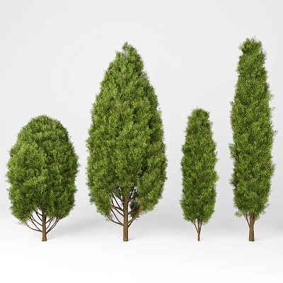 Green Arborvitae Trees In Various Shapes With Lush Foliage And Trunks 3d model