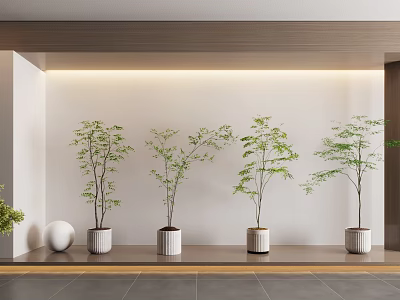 Indoor Bonsai Plants On Display Shelf With Light Colored Wall White Cylindrical Pots And Lighting 3d model