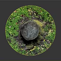 Tree Stump Surrounded By Green Moss Small Plants And Natural Ground Elements