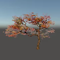 Colorful Deciduous Tree With Twisted Branches And Autumn Red Orange Purple Leaves