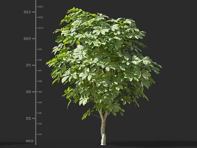 Tall Lush Green Leafy Tree With Height Measurement Scale 3d model