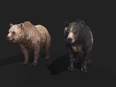 Realistic 3D Brown Bear And Black Bear Models Standing On Dark Background 3d model