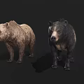 Realistic 3D Brown Bear And Black Bear Models Standing On Dark Background 3d model